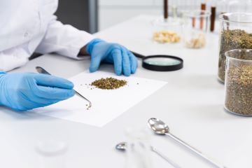 person separating seeds using a forceps 