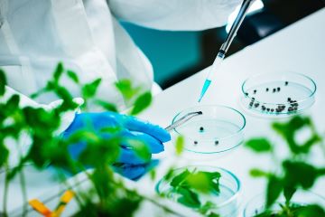 person holding forceps with seed in one hand and using a dropper to add liquid