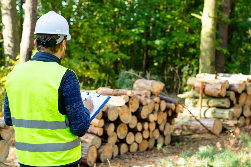 person in hard hat with clipboard standing near stacks of cut trees