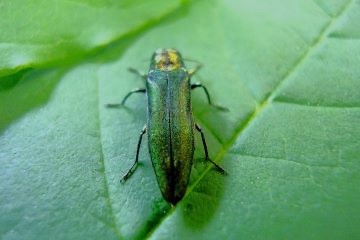 green beetle on leaf