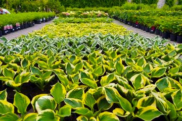 rows of potted hosta plants 