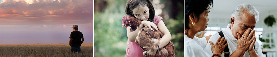 man looking over grain field; girl holding chicken; woman comforting senior man