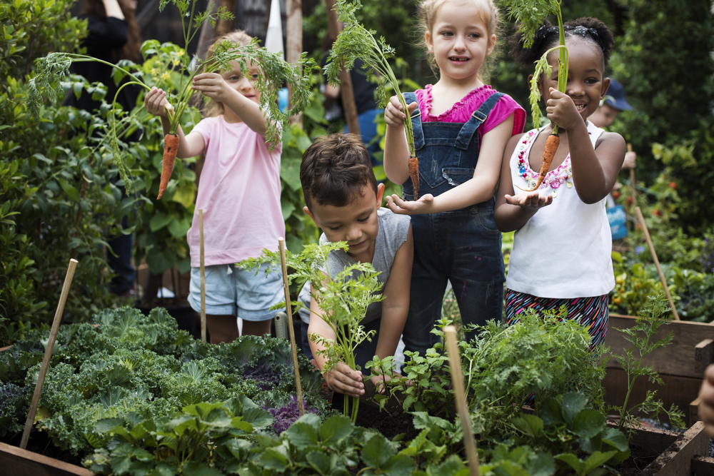 four BIPOC kids holding carrots pulled from raised bed gardens