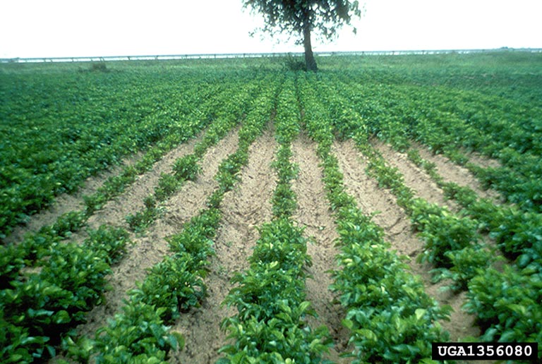 Potato field infected with yPCN Globodera rostochiensis