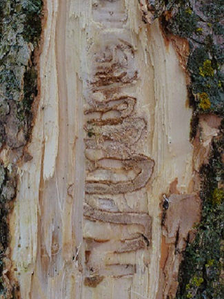 EAB "S" shaped larval tunneling
