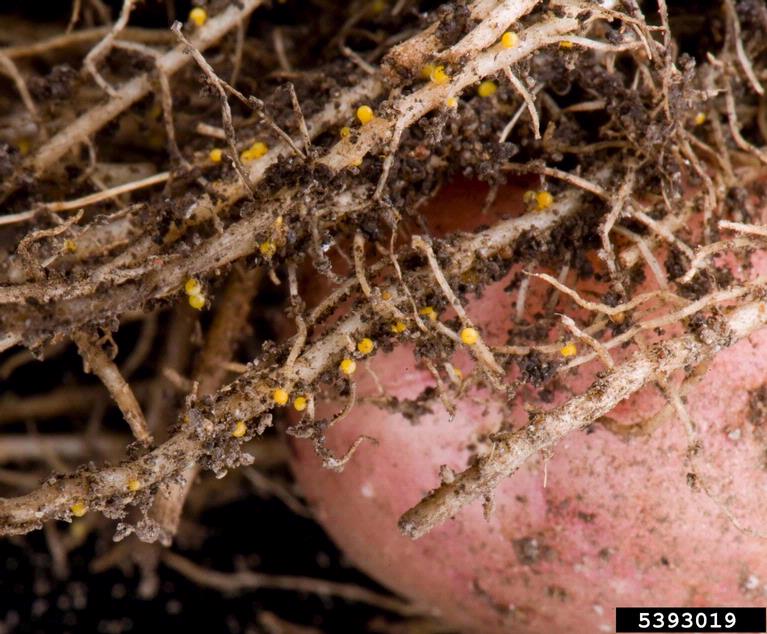 Yellow potato cyst nematode (yPCN) Globodera rostochiensis females on resistant potato