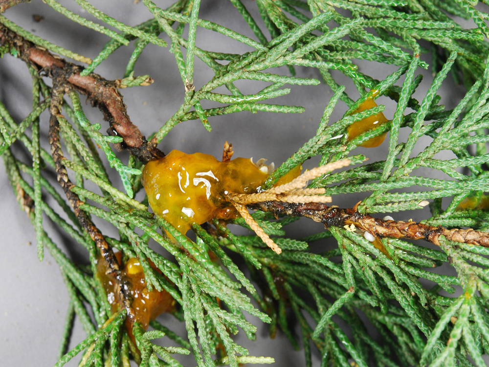 Orange gelatinous fungal mass on juniper 