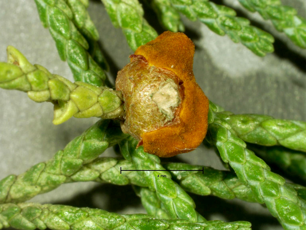 Round woody gall on a juniper