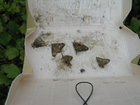Five male gypsy moths in a delta trap.