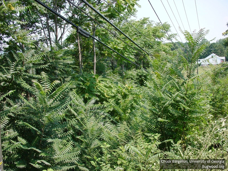 Tree of heaven is threatening Minnesota, it chokes out native plants. 