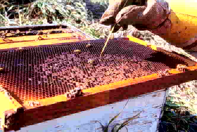 American Foulbrood ropey test