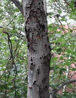 Tree infested with Asian longhorned Beetle