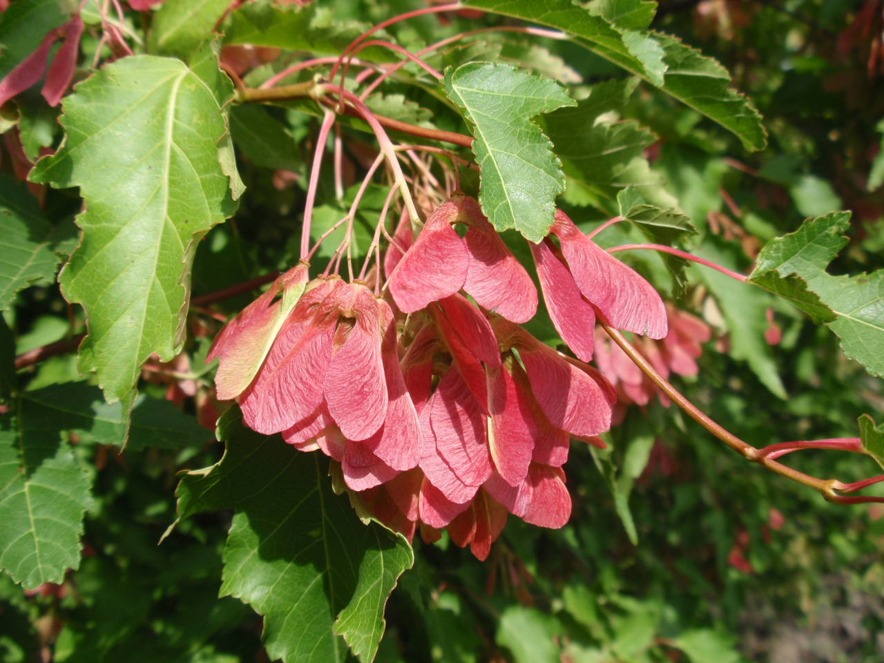 An image of the red, winged, fruits in the center of green tree leaves.