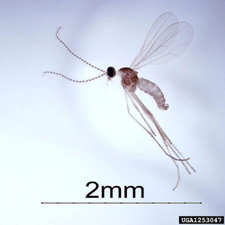 Swede midge adult fly