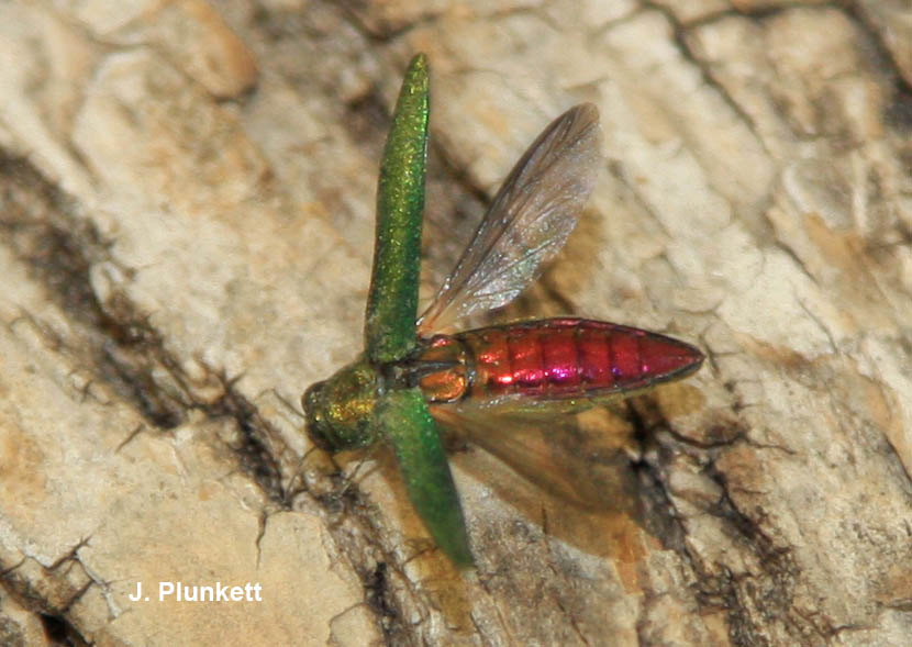 adult emerald ash borer with open wings