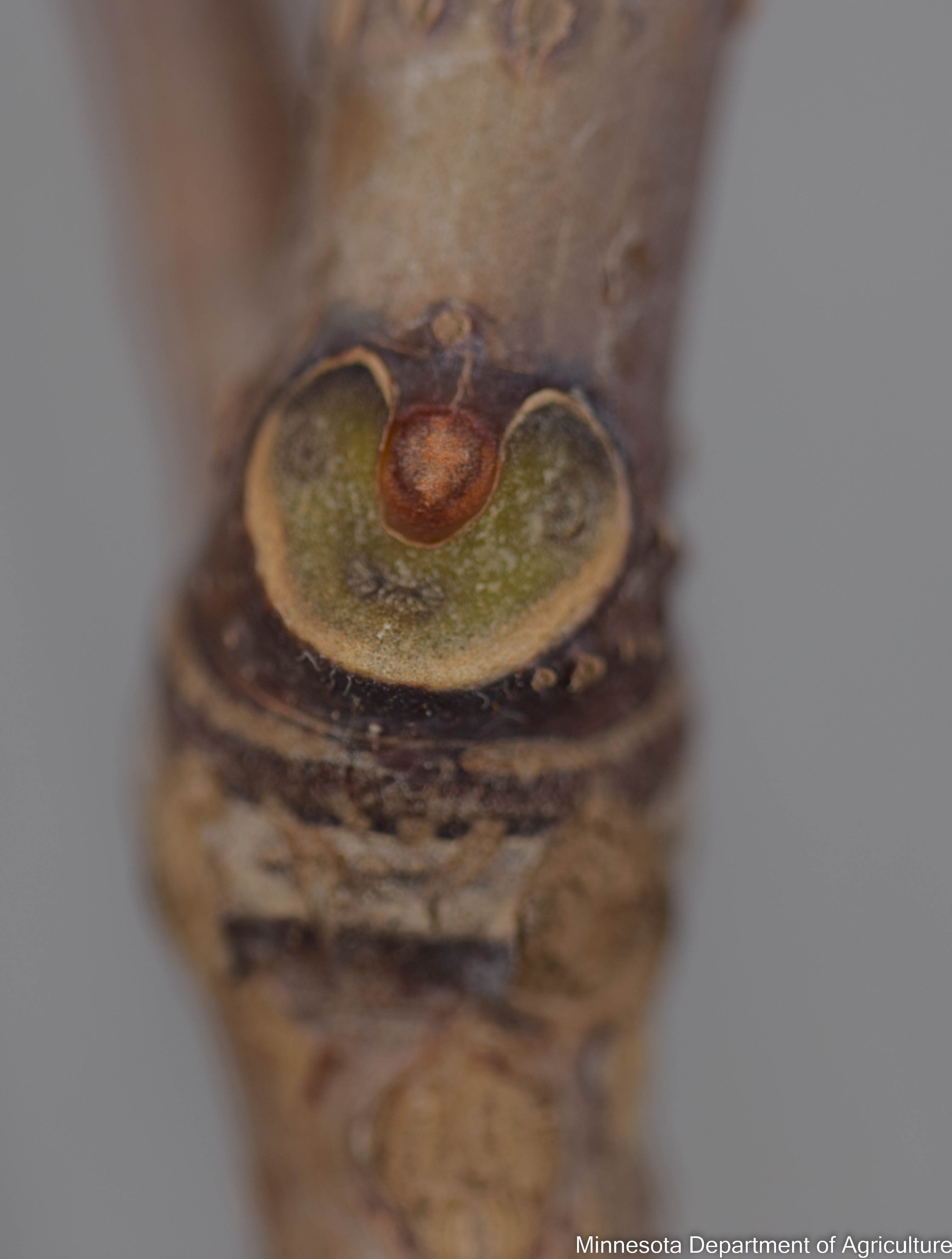 A close-up photo of a dark brown twig. In the foreground is an upside-down horseshoe-shaped leaf scar, with a small brown bud in the middle of it. 