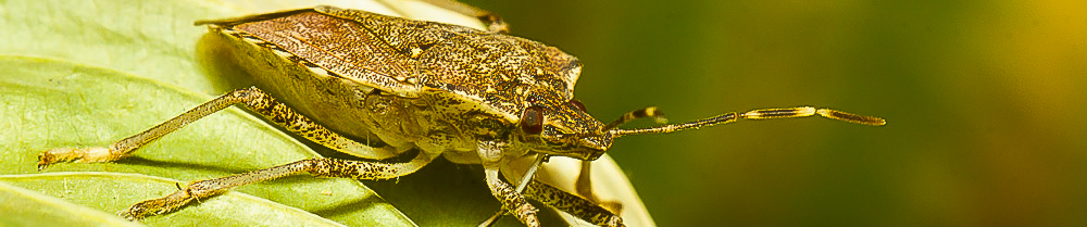 Brown Marmorated Stink Bug