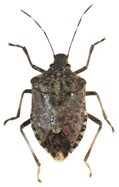 A brown shield shaped insect.