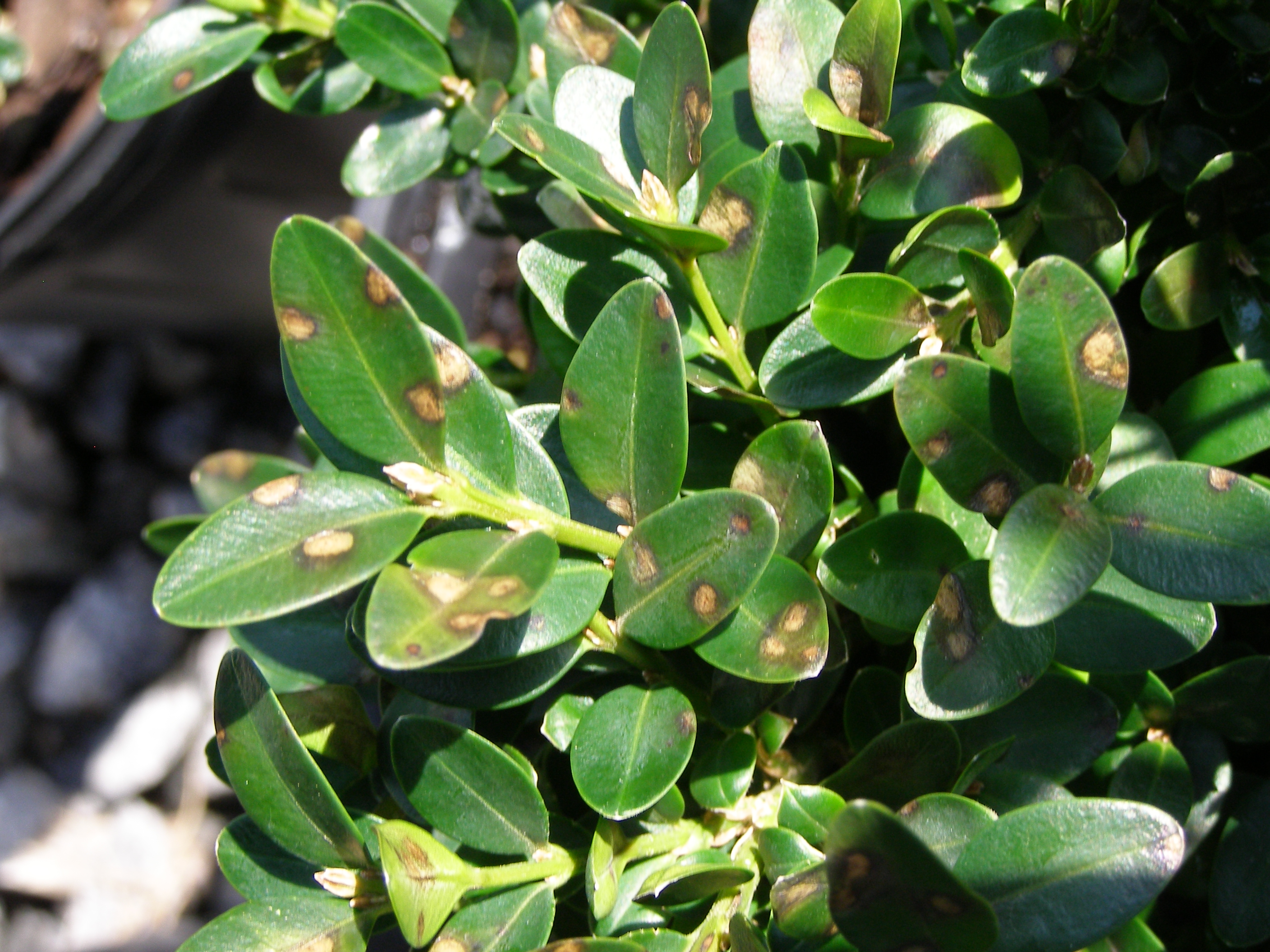 Dark-brown leaf spots on infected boxwood plant. Photo: M. Grabowski, MDA