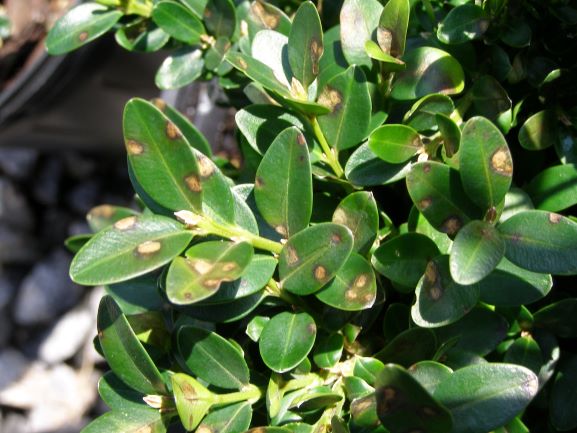Green leaves of a boxwood plant with brown spots on the leaves.