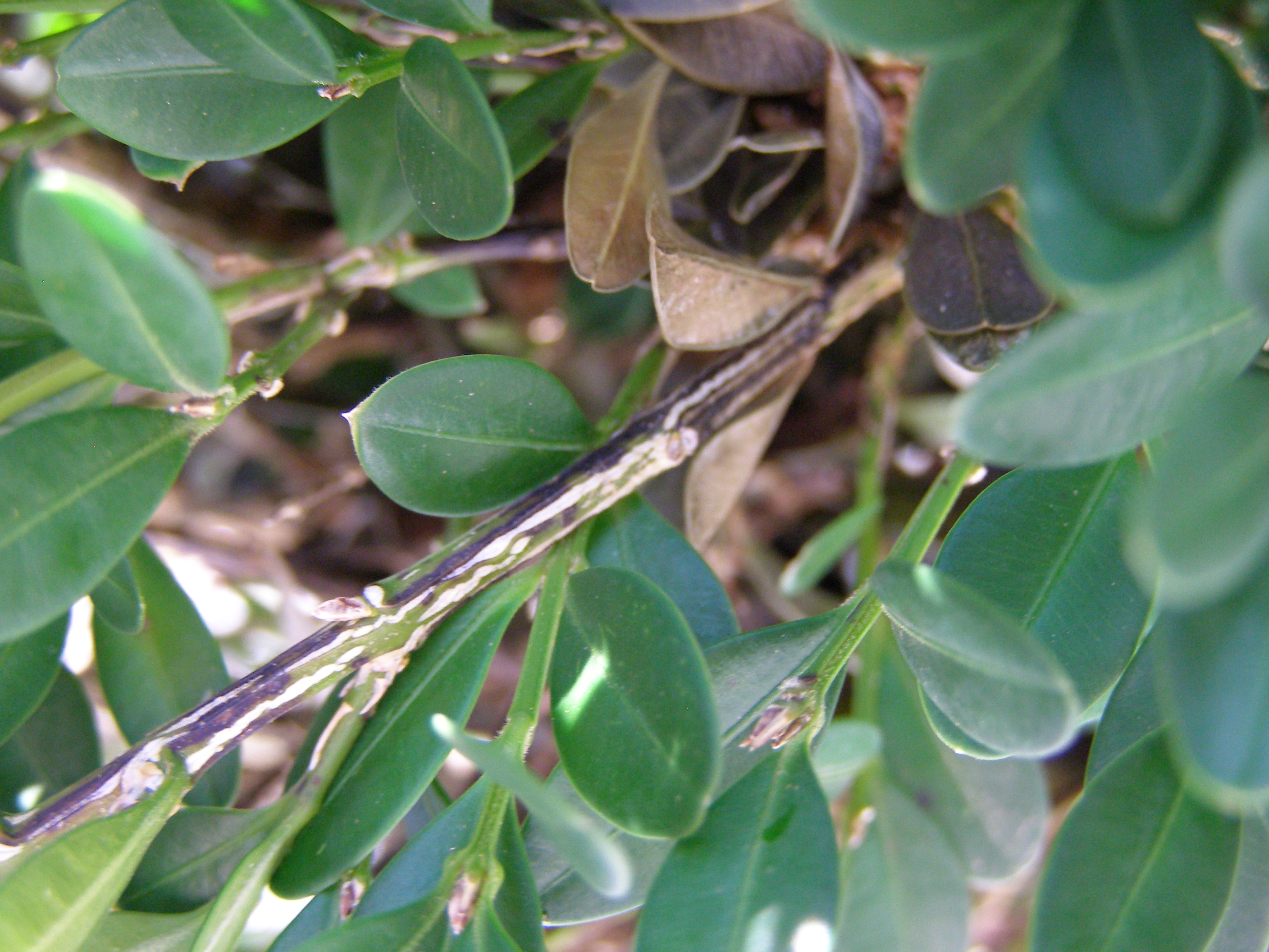 Long thin black streaks on stem of infected boxwood plant