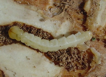 Picture of EAB larva