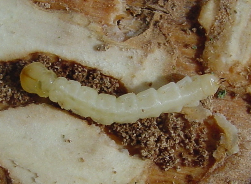 emerald ash borer larva