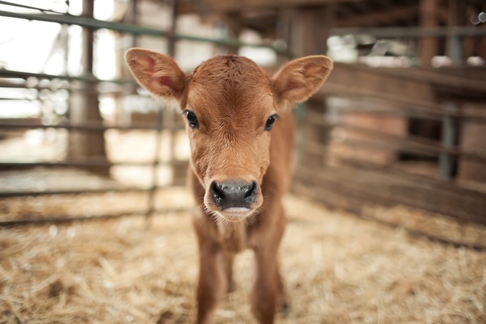 Calf in barn