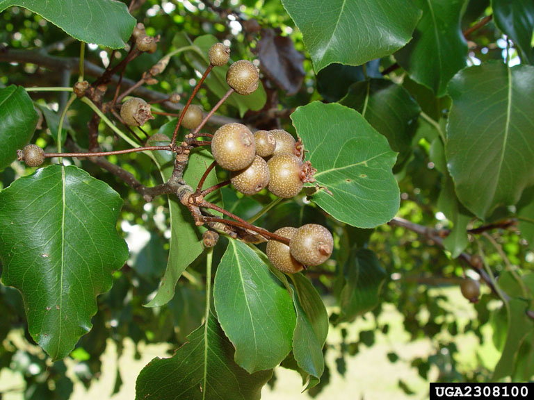 A close-up image of twigs with dark green leaves. In the middle of the image are several brown, round fruits with white specks on them.