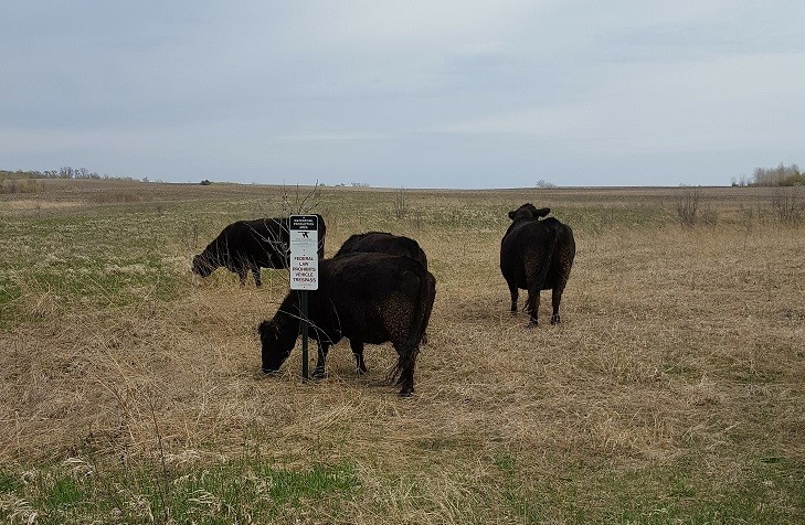 Cattle grazing in a waterfowl protection area