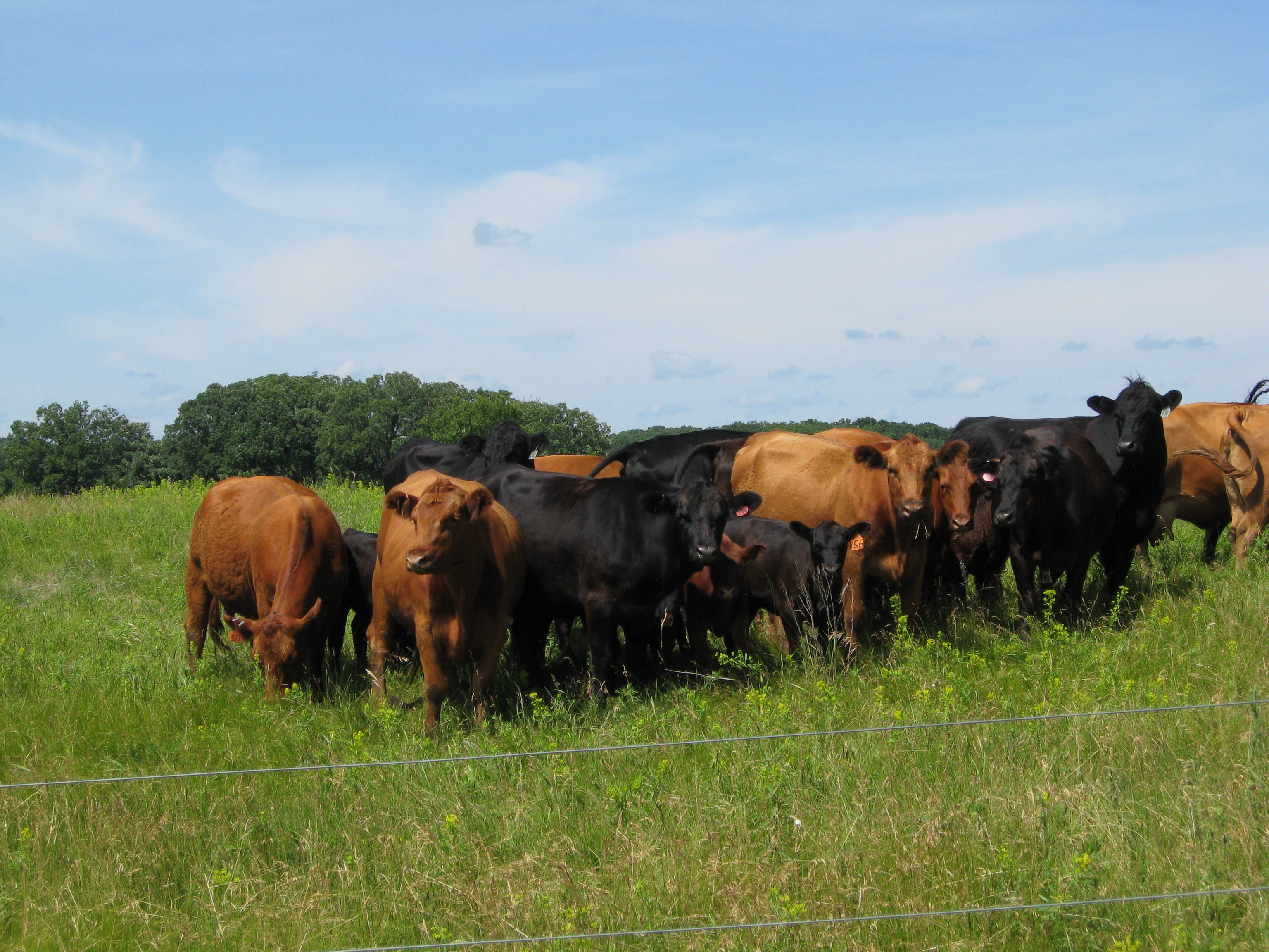 Cattle in a field of spurge infestation.