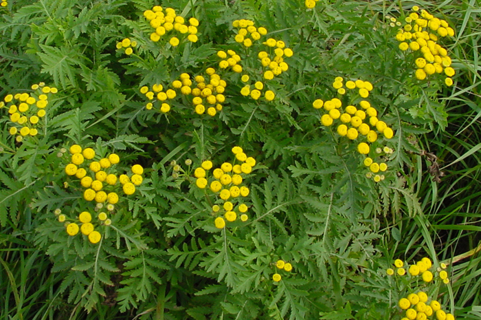 Yellow common tansy flowers and their divided leaves viewed from the top of the plant