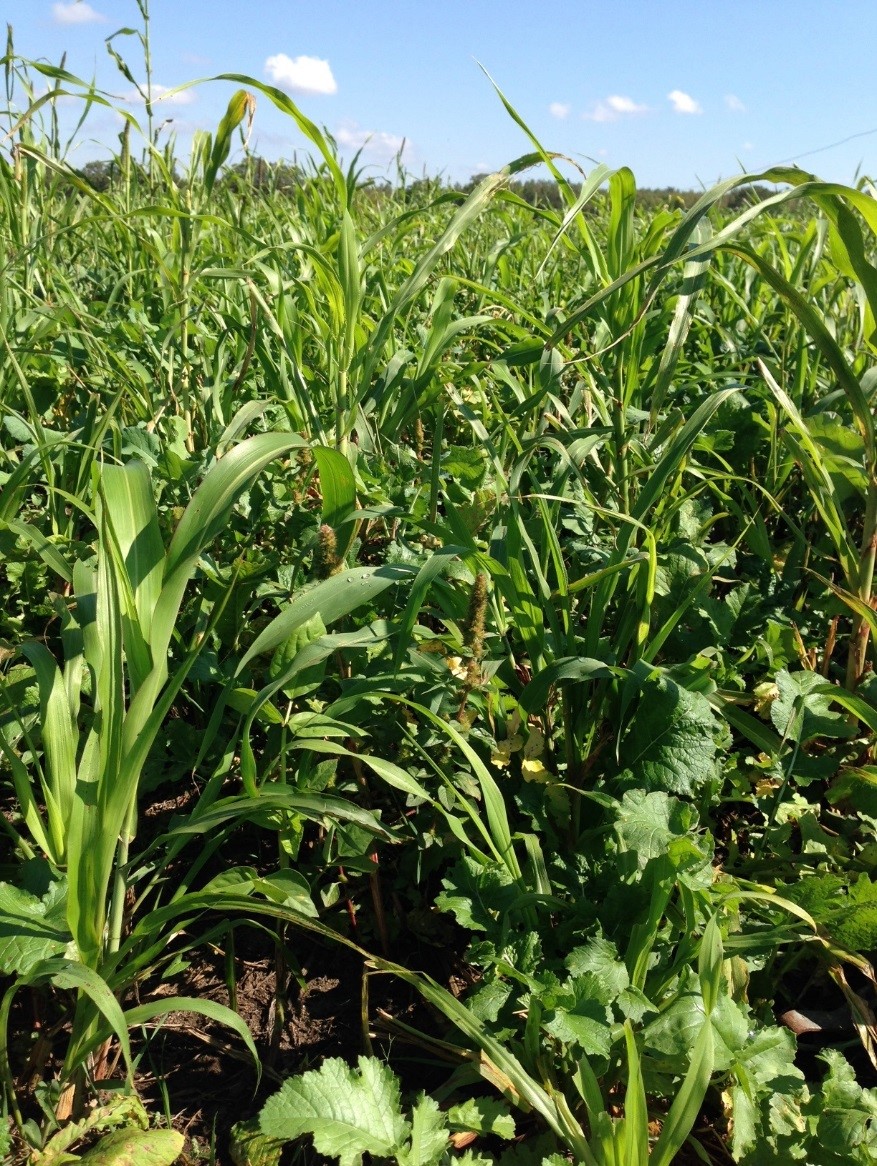 Cover crops growing in a field