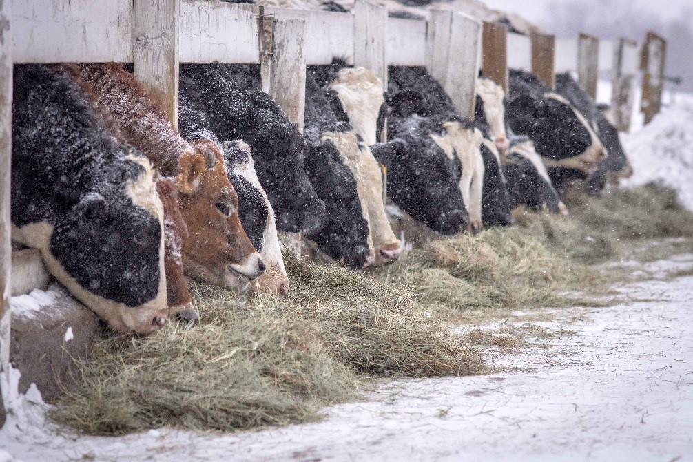 Cows eating hay