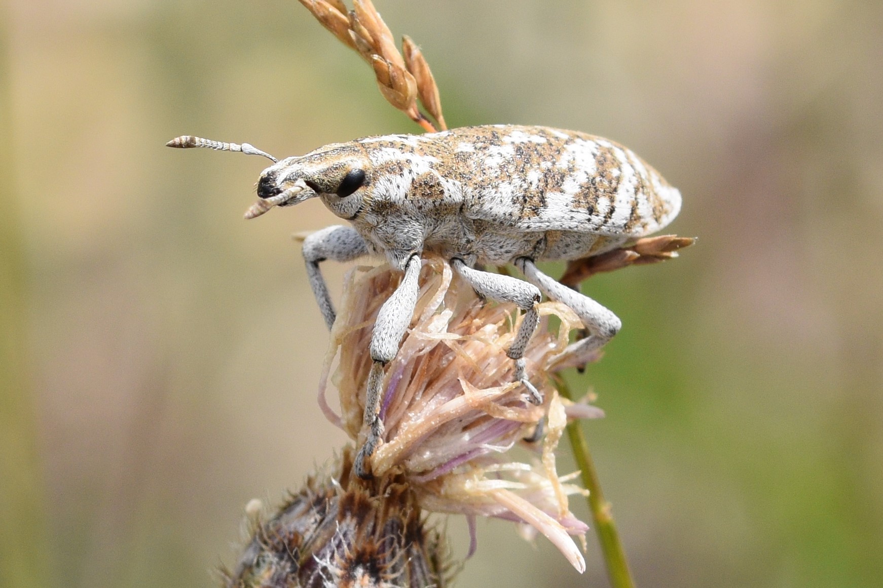 A knapweed root weevil sits on top of a spotted knapweed flower.