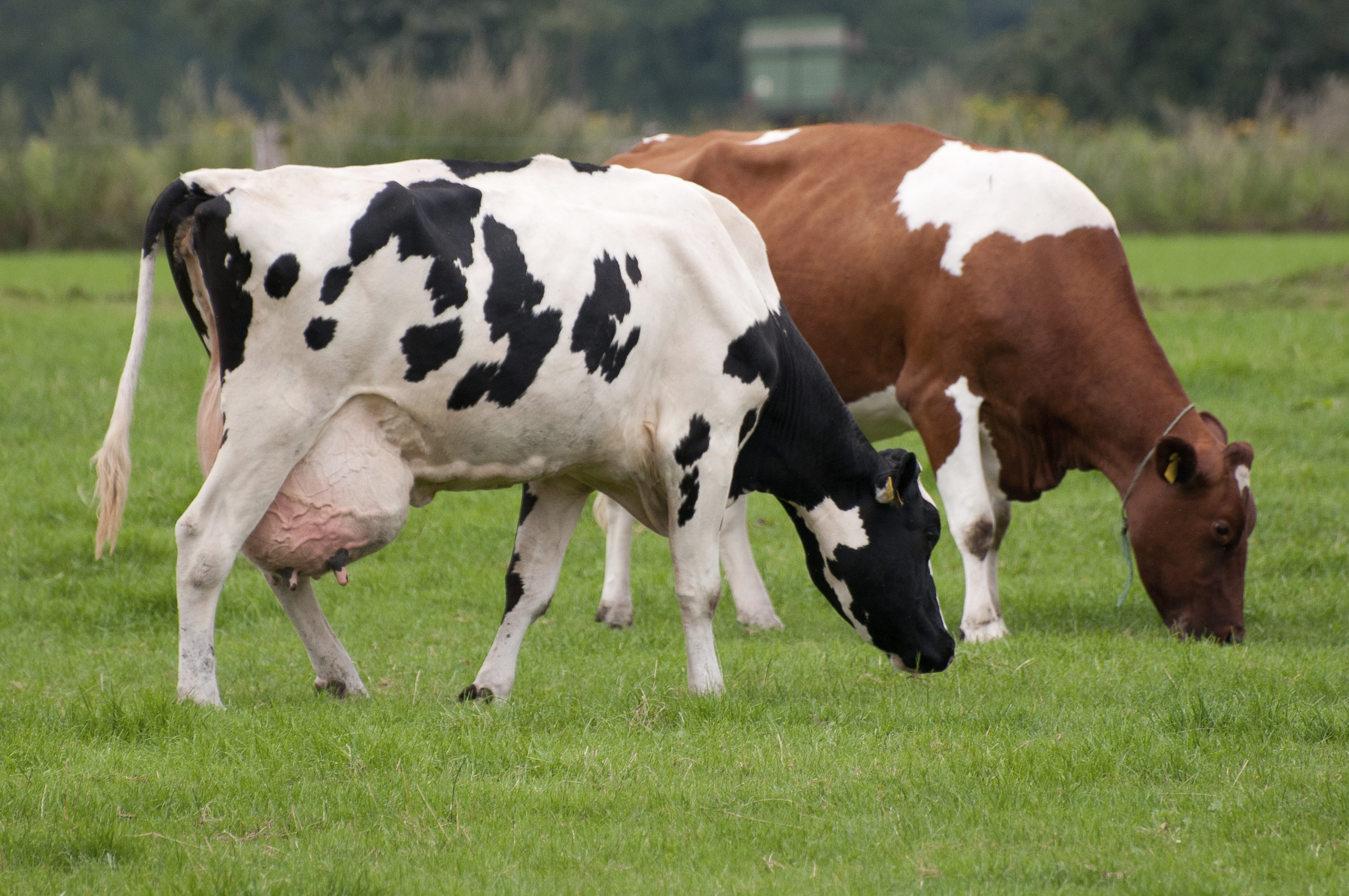Dairy Cows in pasture