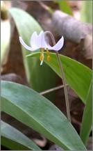 Minnesota Dwarf Trout Lily is found only in Minnesota and is endangered.