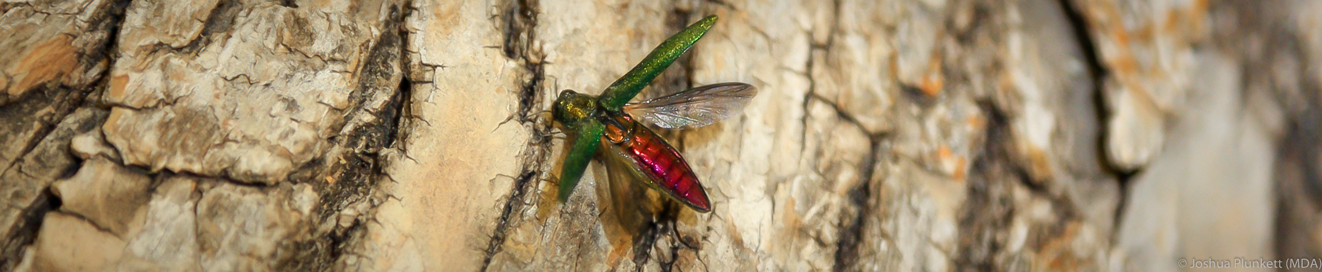 Emerald ash borer, showing extended wings.