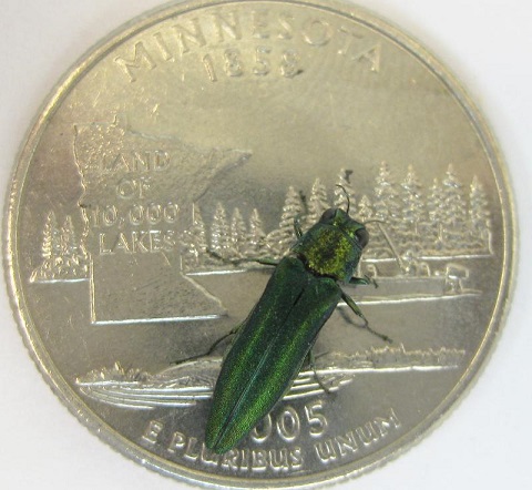 Picture of EAB adult beetle on quarter