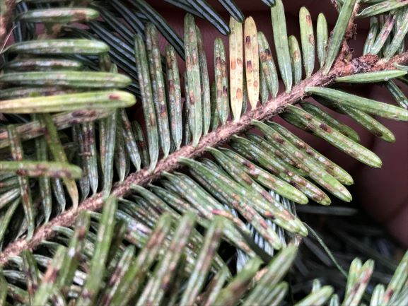 A conifer branch with yellowing needles and small brosn spots on the underside of the needles.