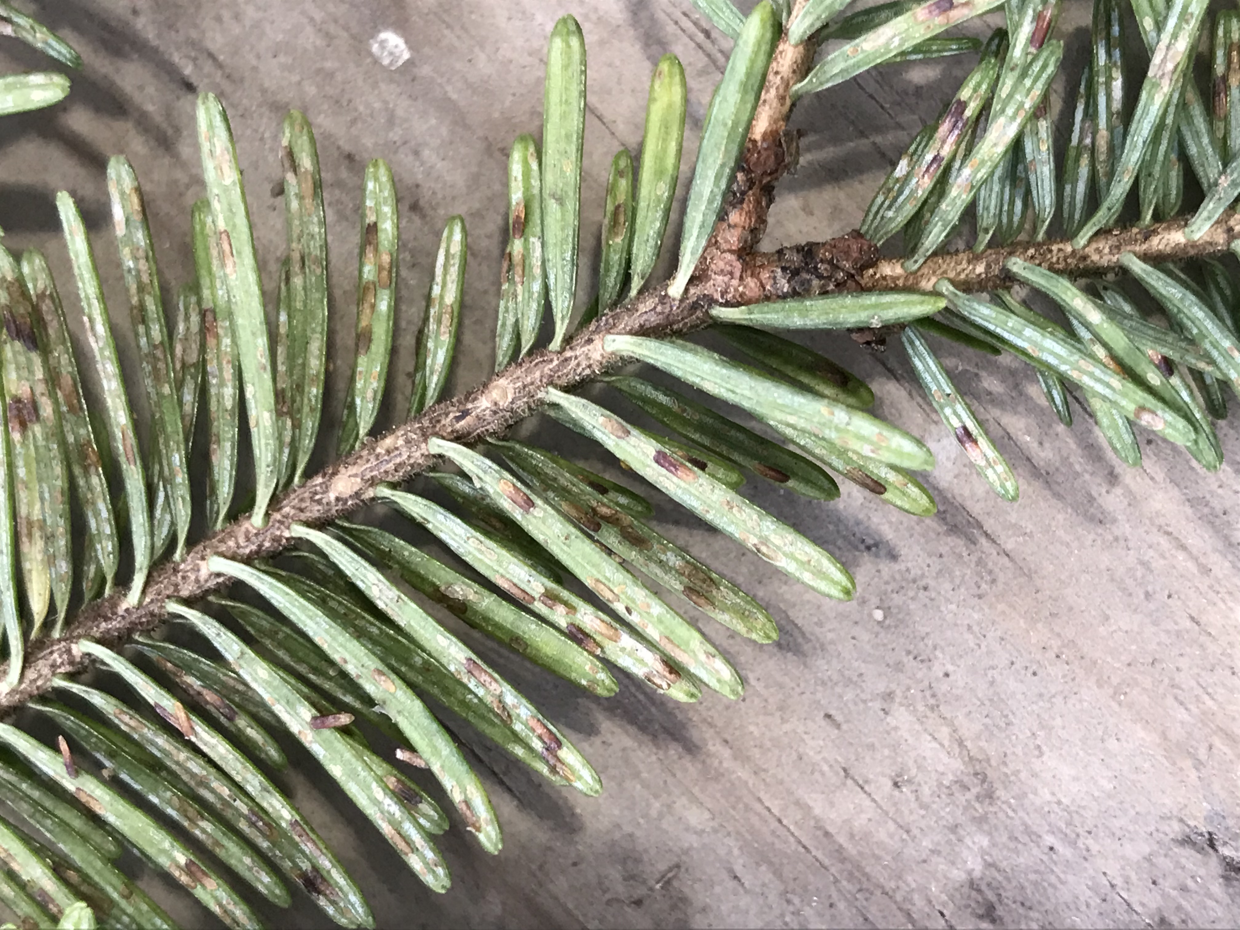 Elongate hemlock scale on greenery