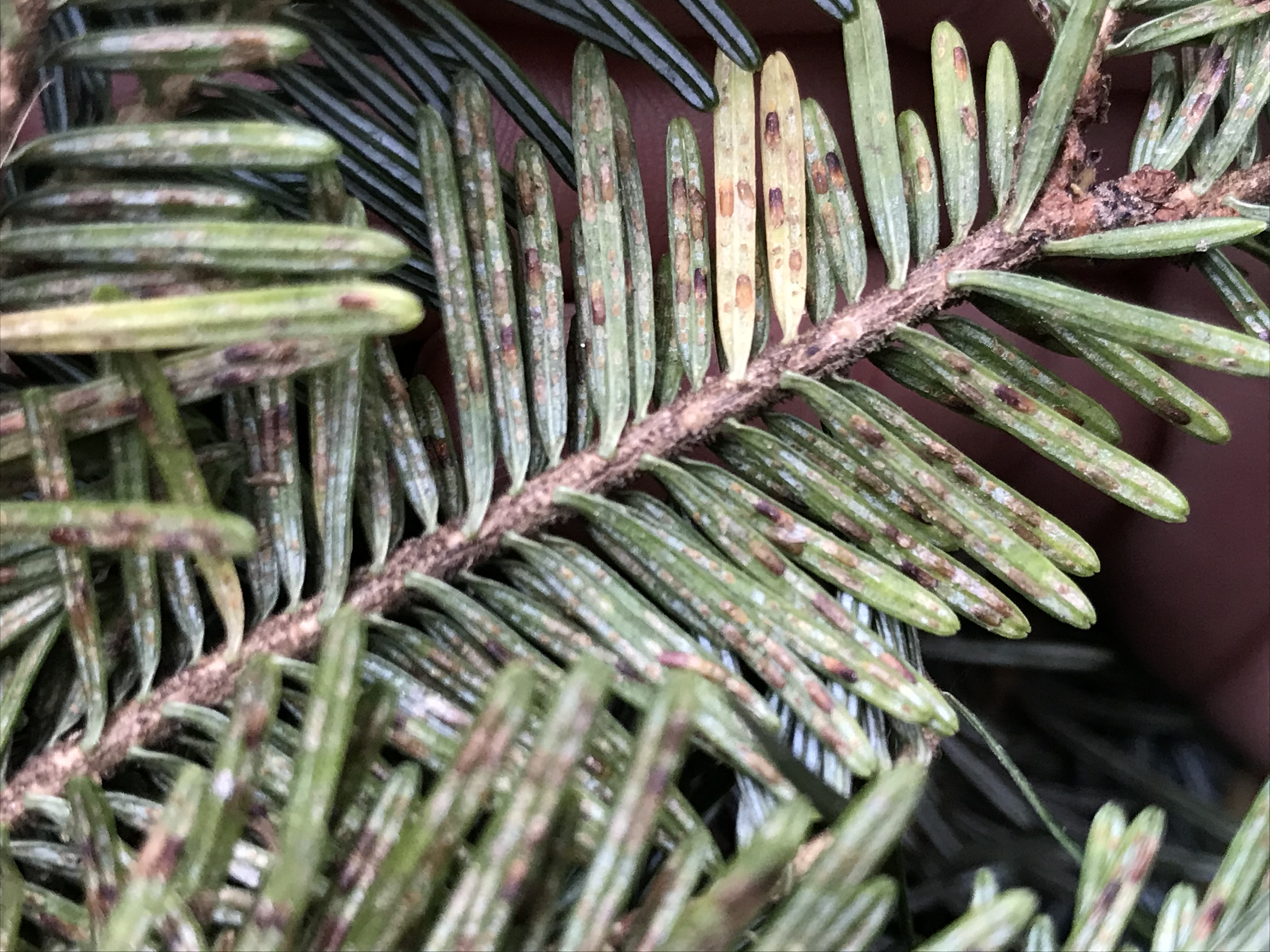 Elongate hemlock scale on greenery