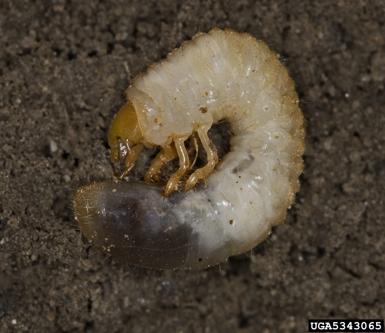 picture of european chafer larva in soil