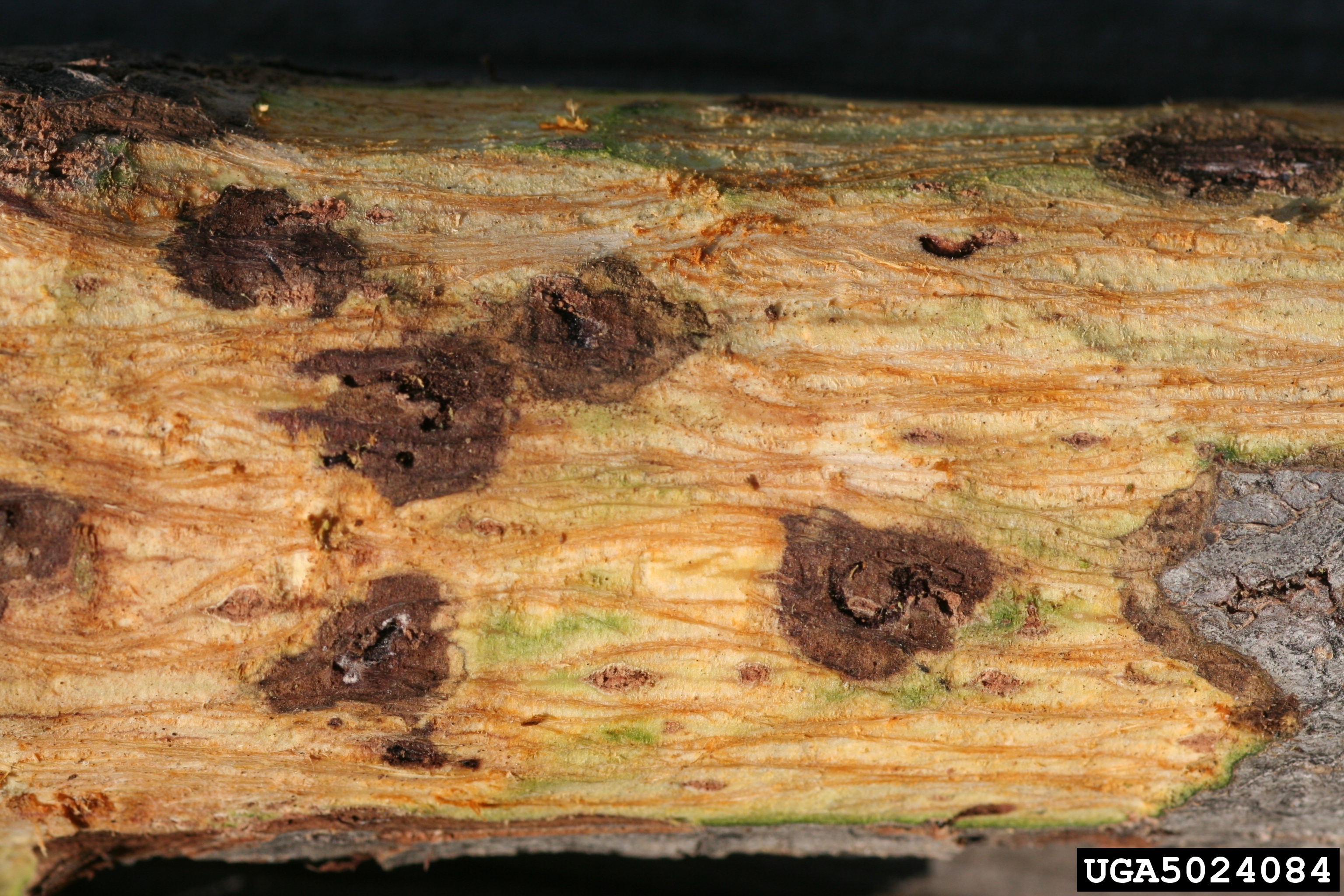 small dark spots on walnut branch caused by thousand cankers disease