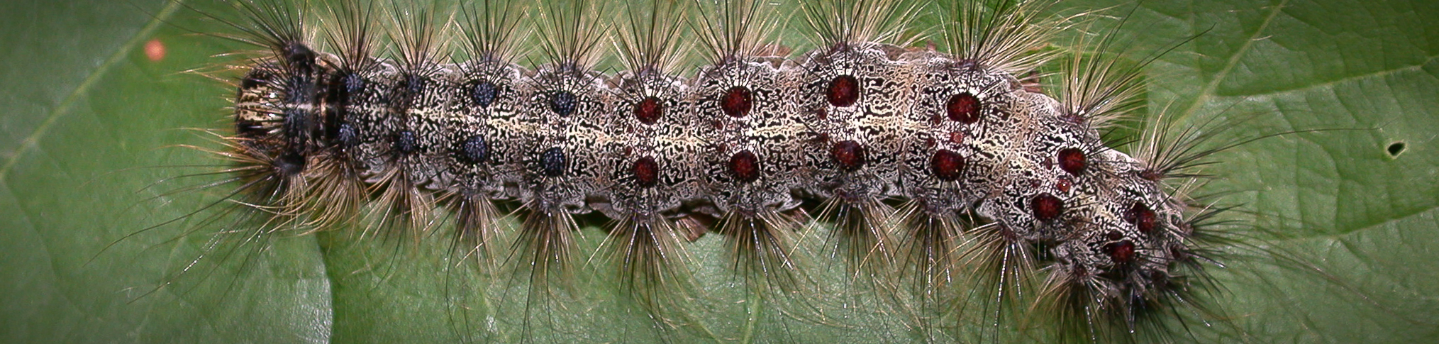 gypsy moth caterpillar