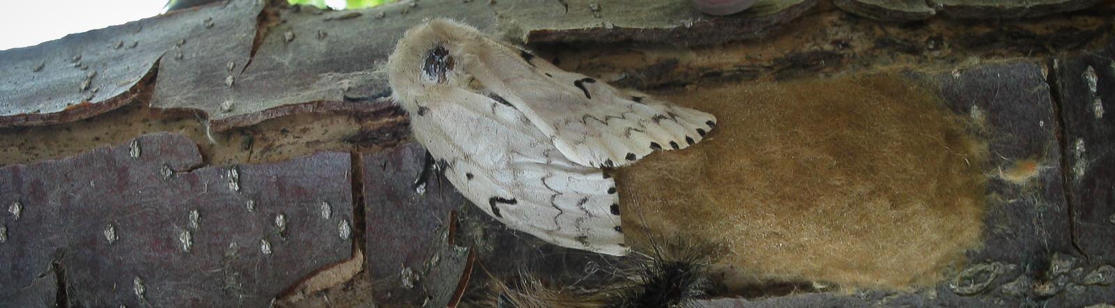 Gypsy moth female