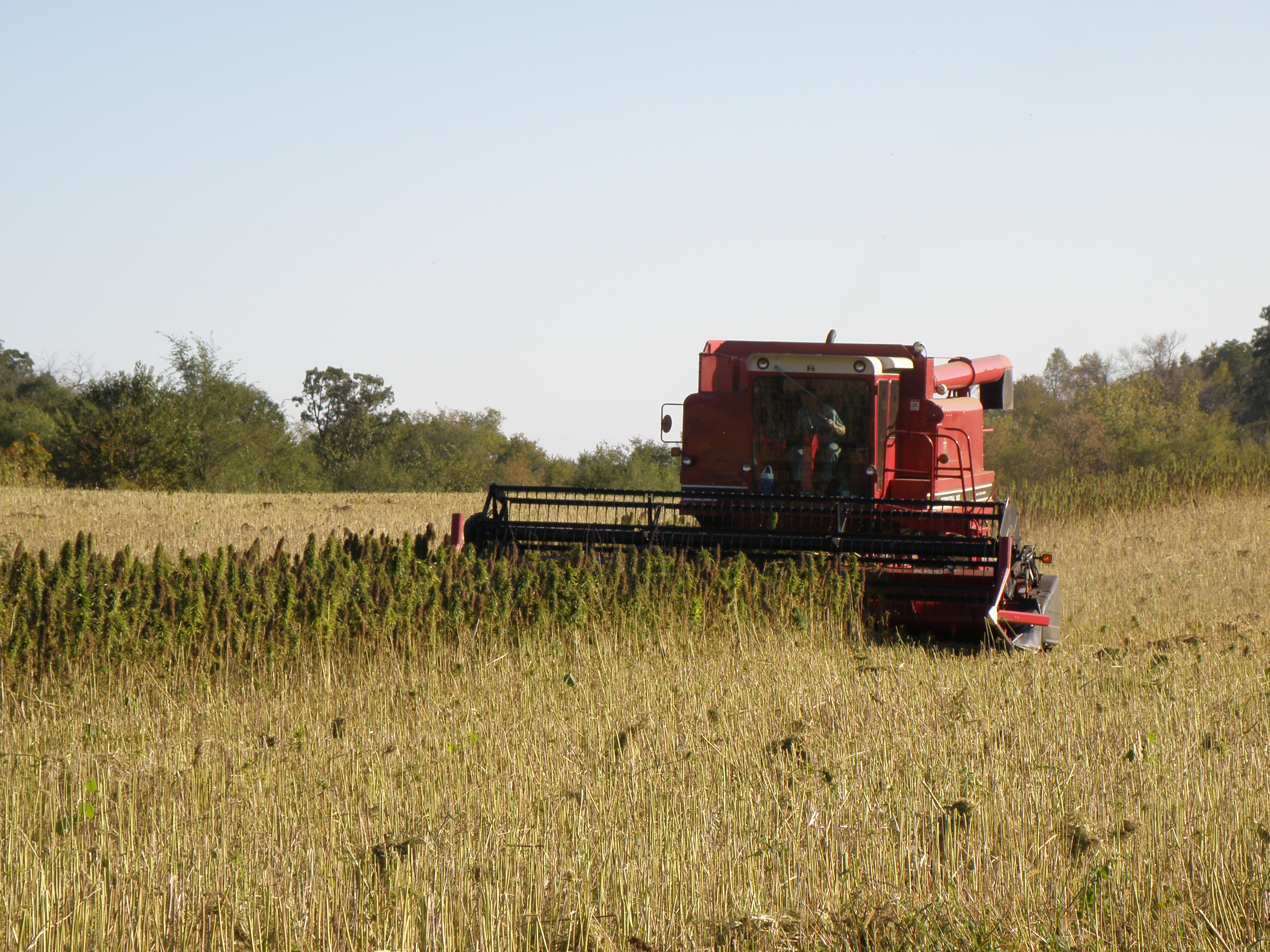 Combine tractor harvesting a hemp field, for hemp grown for grain production