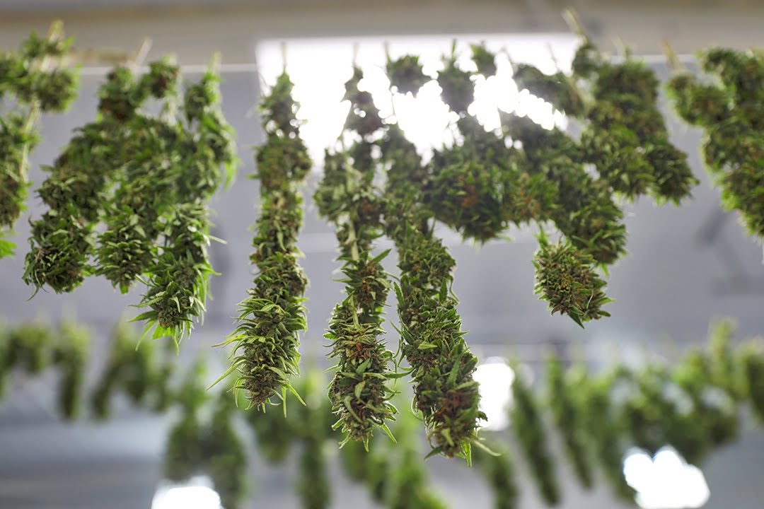 Photo of harvested female hemp flowers hanging to dry in a barn. The flowers have been cut off the stalk and are hanging from a string.