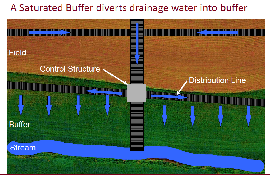 Diagram of tile line in a field connected to a control structure and distribution line that runs through a saturated buffer.
