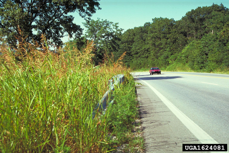 An image of many tall, seeded grass plants on the left side of a road. On the road is a red sedan.